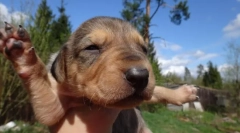 Руски поздрав (слика): совршено куче за оние кои сакаат лов, а не само